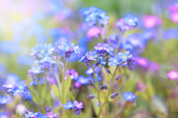 istock Little blue spring flowers, veronica speedwell 1313003344