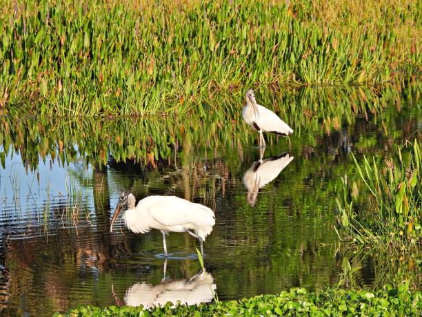 istock Wood Storks (Mycteria americana) in the wetlands 1313004139