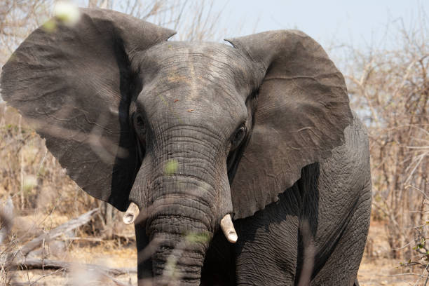 Wildlife in Chobe National Park, Botswana, Africa