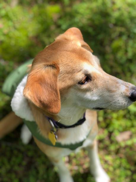 istock Hound dog in green coat 1313005387