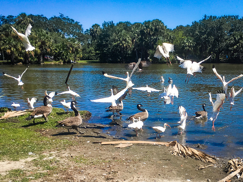 Birds in flight in the Louisiana Swamp