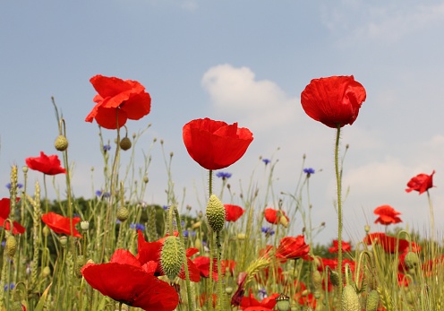 three beautiful red poppies in a colorful field margin with wild flowers as cornflower and rye in the dutch countryside in springtime