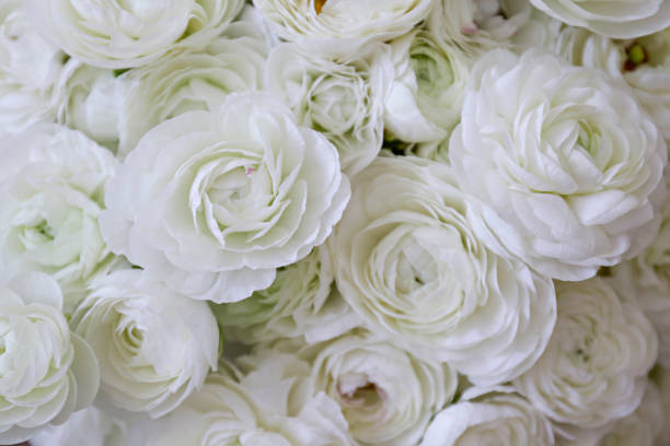 istock Detailed persian buttercup petals structure. 1313006910