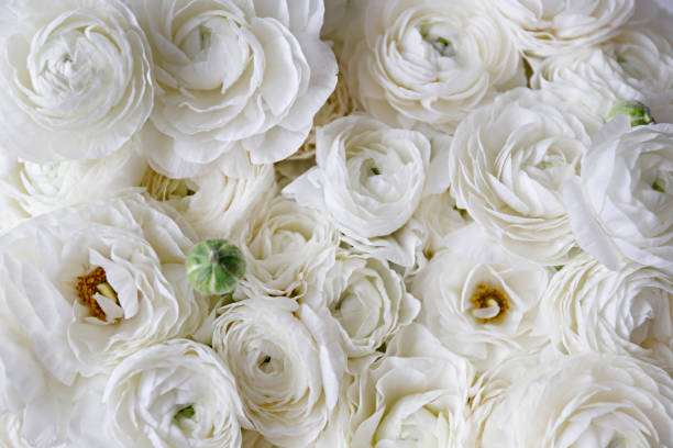 istock Detailed persian buttercup petals structure. 1313006931