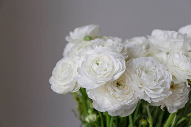 istock Detailed persian buttercup petals structure. 1313006948