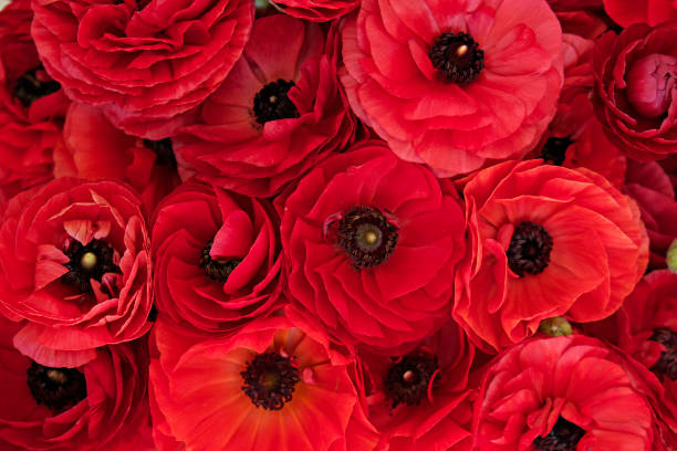 istock Detailed persian buttercup petals structure. 1313007075