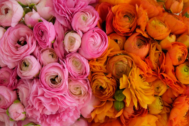 istock Detailed persian buttercup petals structure. 1313007121