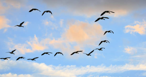istock A skein of geese flying over at sunset 1313007122