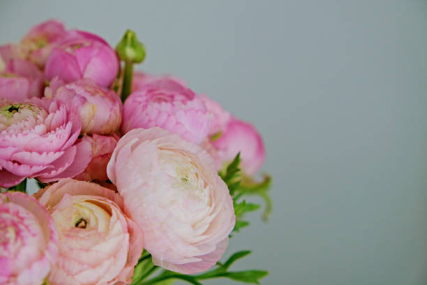 istock Detailed persian buttercup petals structure. 1313007160