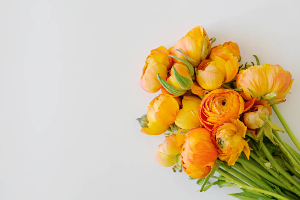 flores brilhantes da estação da primavera - ranunculus asiaticus - fotografias e filmes do acervo