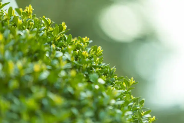 Photo of close-up of a boxwood plant, bokeh as green background, Buxus sempervirens