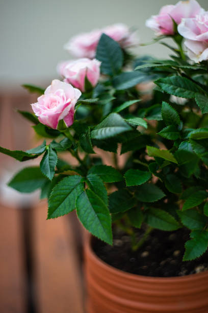 istock Dusty pink rose bush 1313007294