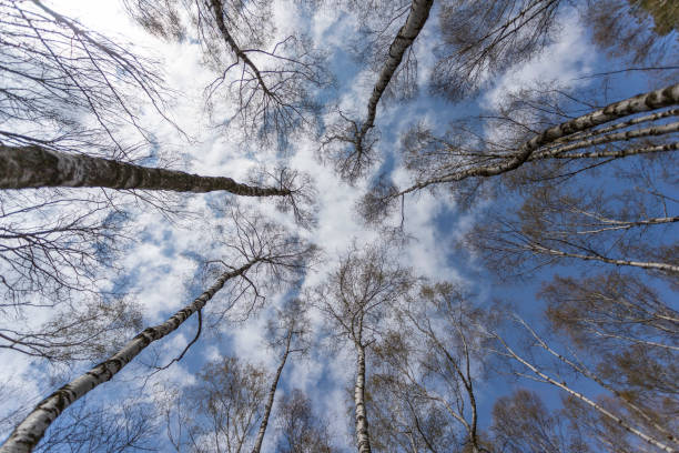 istock low angle view into treetops of birch trees with blue sky in the background, wallpaper 1313007902