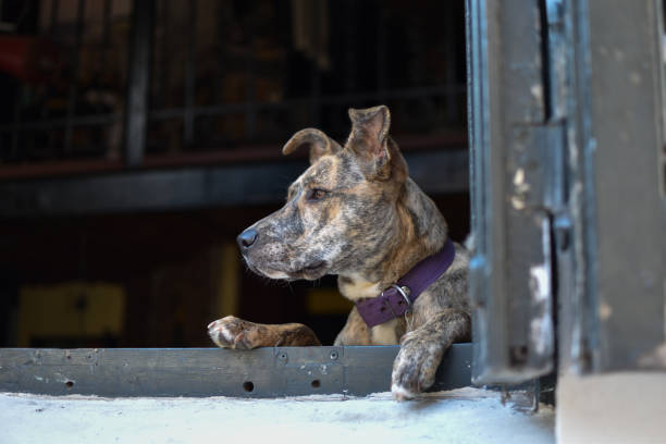 istock attentive dog looking out of the window 1313008012
