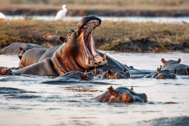 istock African wild hippo opening his mouth and showing his teeth 1313008190