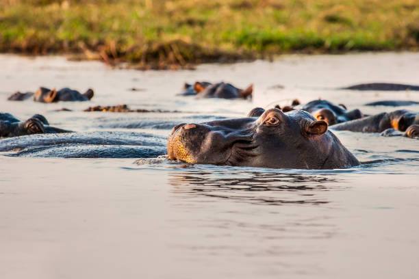 istock African wild hippopotamus in the river 1313008205