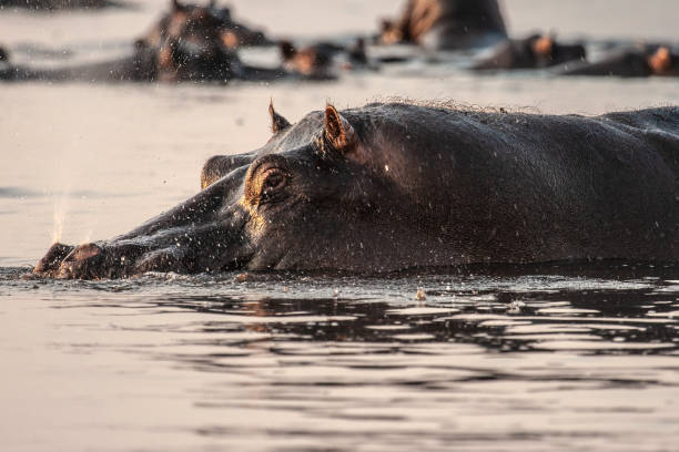 istock African wild hippopotamus in the river 1313008220