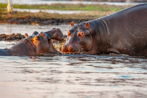 istock African wild hippopotamus fighting playing 1313008240