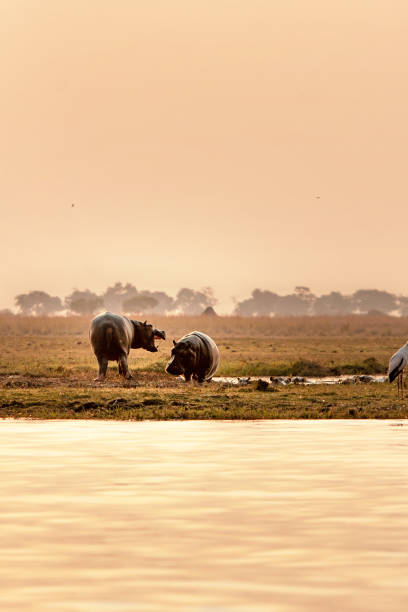 istock African wild hippopotamus fighting playing 1313008252