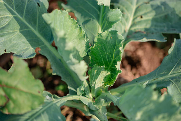 istock Growing green cabbage in the open field. 1313008278