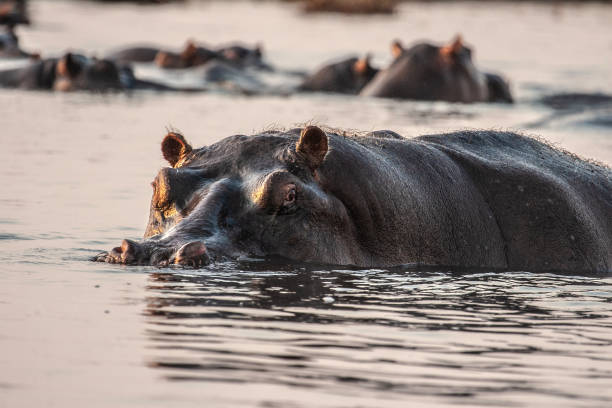 istock African wild hippopotamus in the river 1313008280