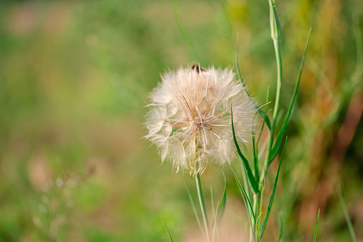 Flower similar to a dandelion Tragopogon Tragop gon D bius, meadow salsify, showy goat's beard or meadow goat's beard. Tragopogon pratensis, background.