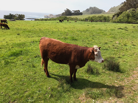 Cattle grazing in a field beside the Pacific Ocean