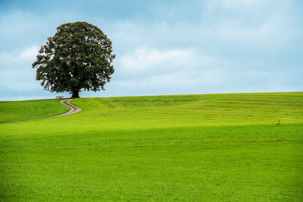 Meadow and deciduous forest in wild nature