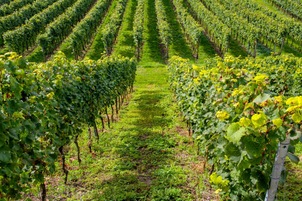 istock Vineyard on picturesque hills in the Alps 1313009295