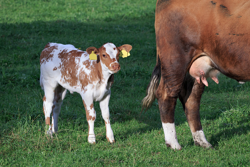 Summer evening portrait of a single calf, wearing (blank) yellow ear tags and looking at the camera, standing in a green meadow next to its mother