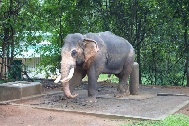 istock Elephant in Abhayaranyam, Kerala 1313009500