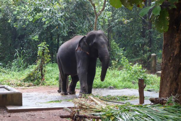 istock Elephant in Abhayaranyam, Kerala 1313009509