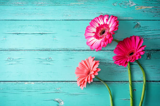 istock Fresh flowers pink gerberas 1313010559