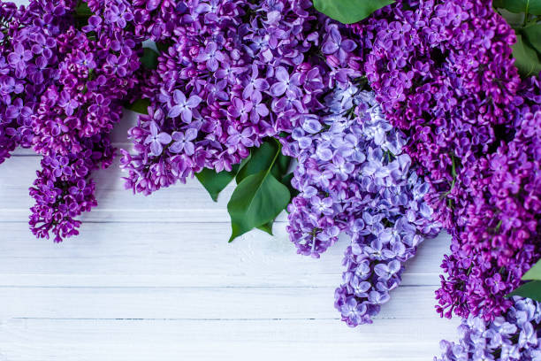 istock Beautiful lilac on a wooden background 1313010611