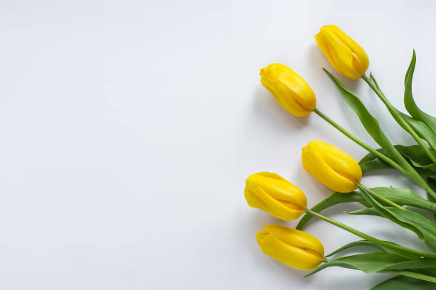 istock Yellow tulips on white background 1313010786