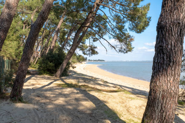 istock Empty beach of an island covered with pine trees 1313011425