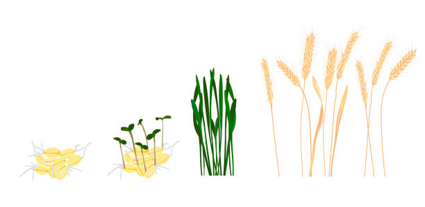 illustrations, cliparts, dessins animés et icônes de illustration de stock vectoriel de stade de croissance de blé. - wheat cereal plant oat crop