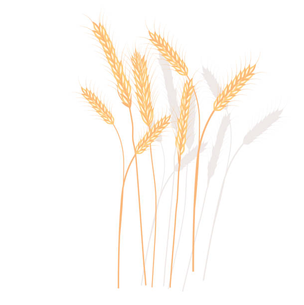 illustrazioni stock, clip art, cartoni animati e icone di tendenza di illustrazione del materiale vettoriale di frumento. - oat farm grass barley