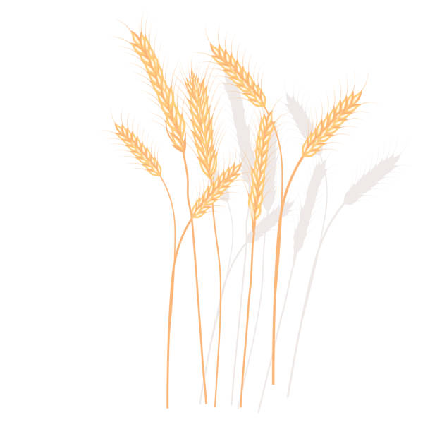 ilustrações, clipart, desenhos animados e ícones de ilustração de estoque de vetores de trigo. - oat farm grass barley