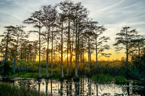 reflections of a sunset in the Florida swamps