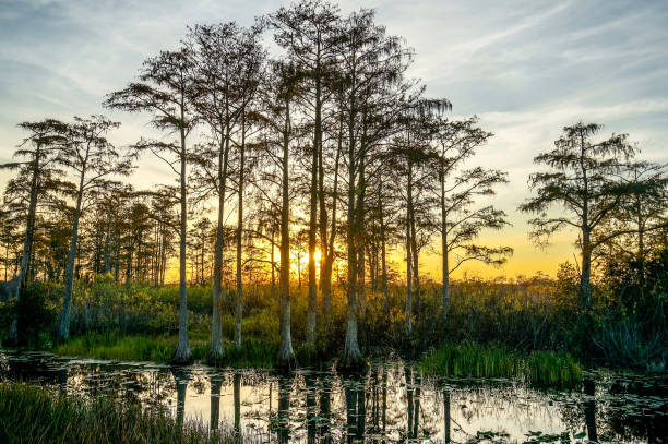 Sun shining through the cypress swamp at dawn. stock photo