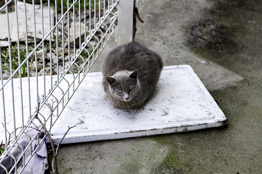 Gray stray cat, domestic animals and pets, mammals