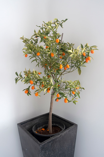 Bonsai plant of Orange fruits, Sour orange, Seville orange