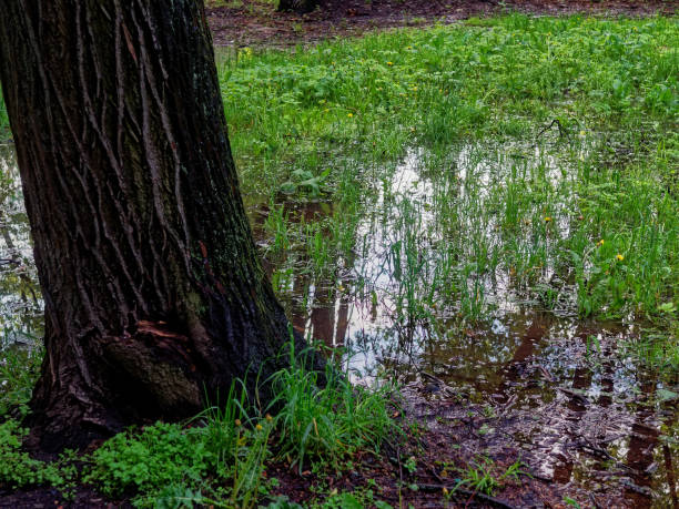 istock heavy rain and puddles in the park 1313013449
