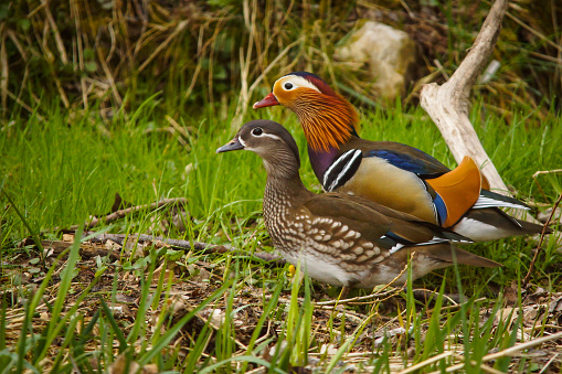 Pair of ducks on the riverbank, mandarin ducks in the grass, blurry background