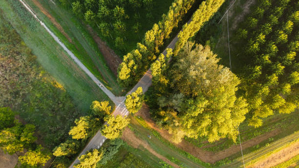 istock Aerial view of tree plantation, Emilia Romagna. Italy 1313014640