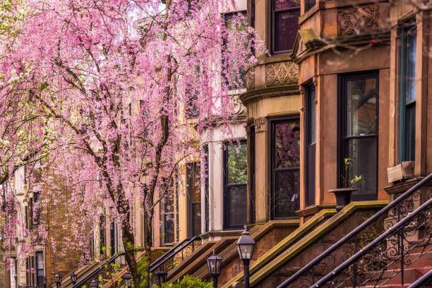 brooklyn brownstones y árbol - piedra caliza de color rojizo fotografías e imágenes de stock