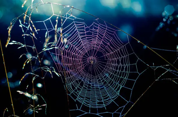 Spider web with dew drops in the morning in late summer, alienated colours