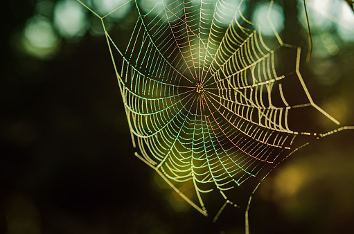 Beautiful Spider Web with morning dew