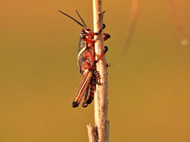istock Eastern Lubber Grasshopper (Romalea microptera) resting on a stalk in Florida 1313016611